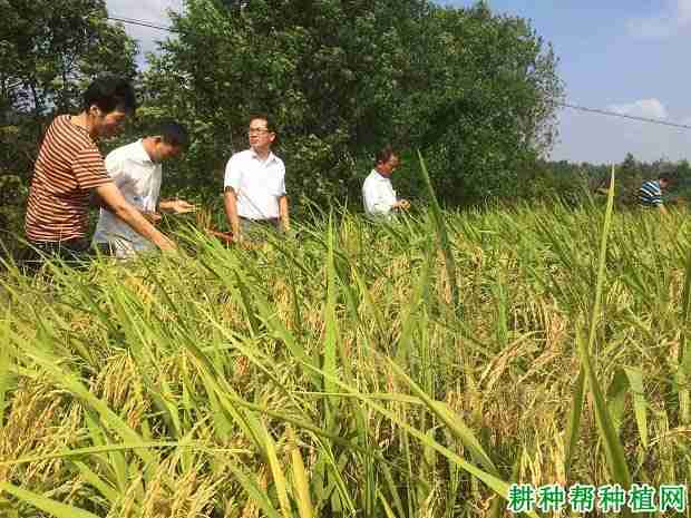 兆优5431水稻品种好不好？